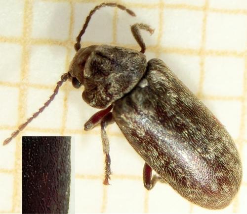 Réf. 204 225 : Hyperisus declive